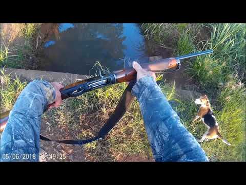 jlsarur 獵兔 紅外線燈和BERETTA A303口徑20 (jlsarur cazando conejos Luz infrarroja y BERETTA A303 calibre 20)