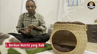 Download lagu THE SECRET OF FAT BRITISH SHORTHAIR CATS mp3