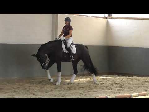 "LA PINTA NEGRA"-Weidenhof-Verkaufspferd: 3j. Hannoveraner Rappstute von Livaldon