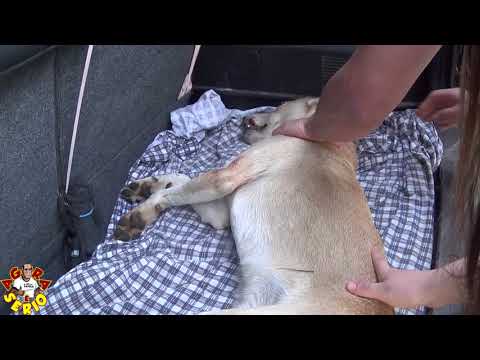 Repórter do Mato tentou Socorrer mais não deu tempo, o Cachorro Amarelinho atropelado na Curva do Tombo.