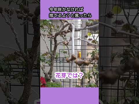 園芸 藤、開花した藤