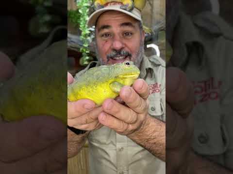 Gigantic frog 🐸 #shorts #animals #frogs #funny #learn