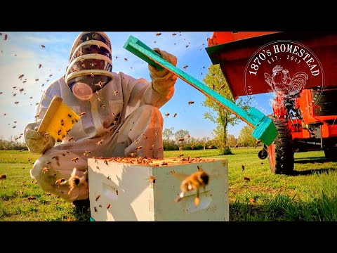 A Fun Day Beekeeping as a Couple | Swarm Catching