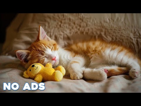 12 Hours Calming Music for Cats 🐈 Sleep Music for Cats No Ads ♬ Sleep Music for Anxious Cats