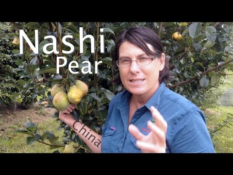 download lagu mp3 mp4 Nashi Pear Season Australia, download lagu Nashi Pear Season Australia gratis, unduh video klip Nashi Pear Season Australia