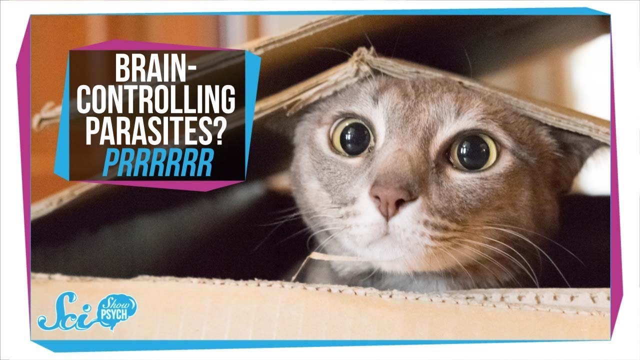 Toxoplasmosis: How Parasites in Your Cat Can Infect Your Brain - YouTube