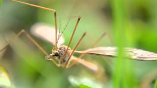Crane Fly Documentary