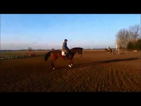 7 jährige Monte Bellini Stute