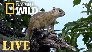 Safari Live - Day 131 | Nat Geo Wild Safari Live - Day 131 | Nat Geo Wild