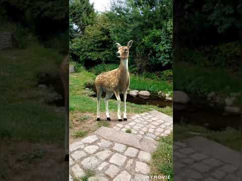 Schunter Cabana Frellstedt