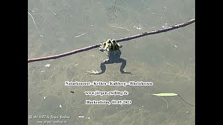 Naturkonzert Kröten Kuhberg – Rheinhessen 