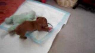 baby dachshund puppy