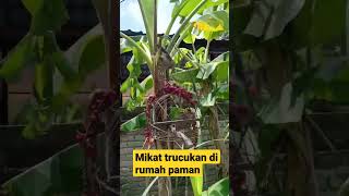 Download lagu Mikat Trucukan Di Rumah Paman #short #shorts mp3