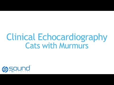 Clinical Echo - Cats with Murmurs