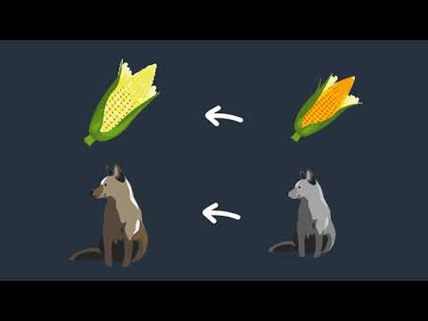 Gene Editing with CRISPR Cas9 | Ask A Biologist