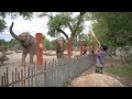 Elephants joyfully react to didgeridoo performance - ABQ BioPark Zoo