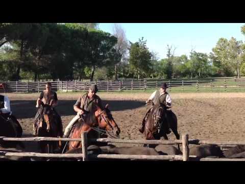 Festiva del cavallo maremmano
