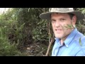 HOW TO KILL TREES / WEEDS FOR GOOD! - Greg ...