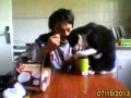 video201307100002 chat qui mange a table