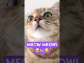 POV Cutest Cats Meowing Nonstop
