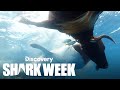 Tiger Sharks Feast on a Cow Carcass | Shark Week