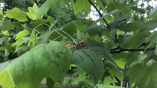 Do You Have Swarms Of Wasps Or Yellow Jackets In Your Tree If So Here&#39;s Why
