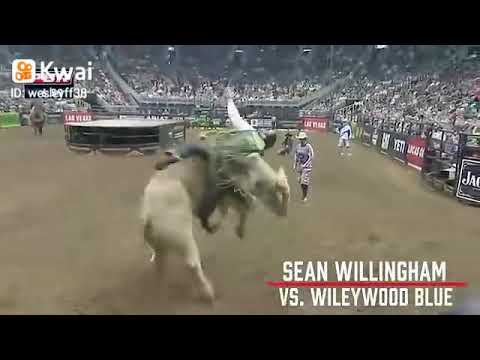 SEAN WILLINGHAM VS WILEYWOOD BLUE