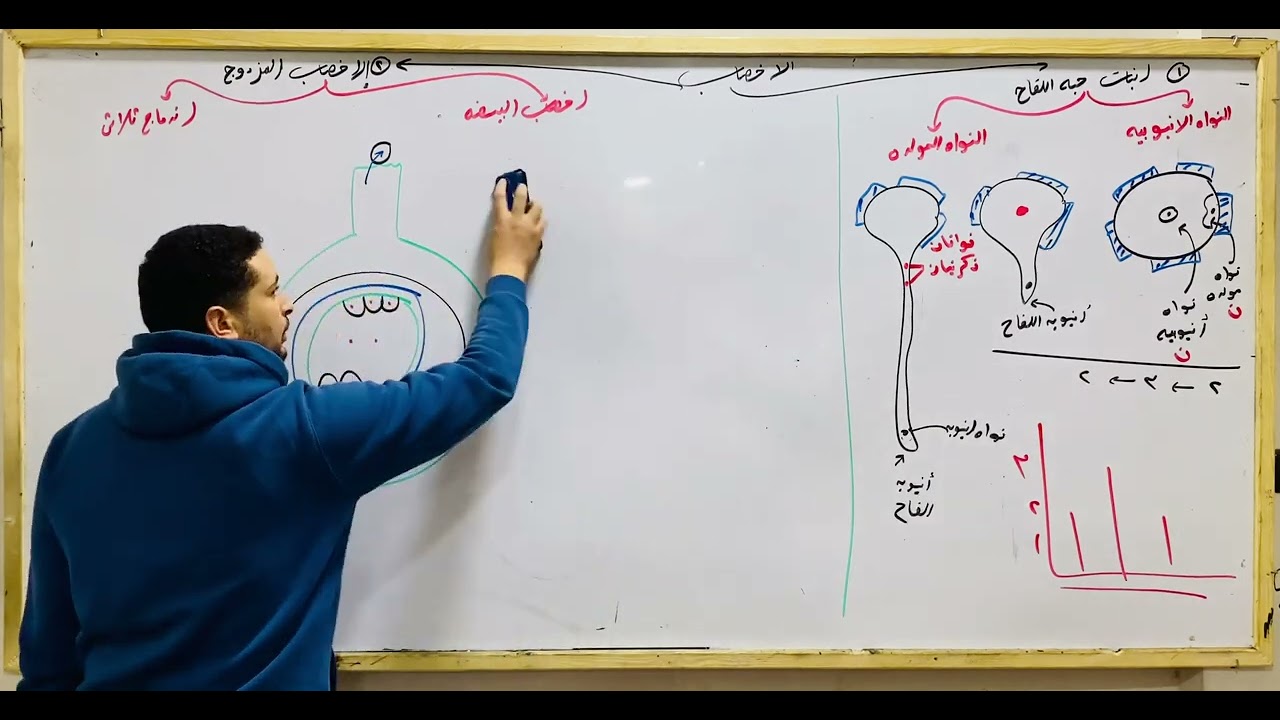 شرح الاخصاب في النباتات الزهرية بطريقة منظمة جدا احياء تالتة ثانوي