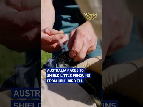 Australia races to shield little penguins from H5N1 bird flu #worldnow