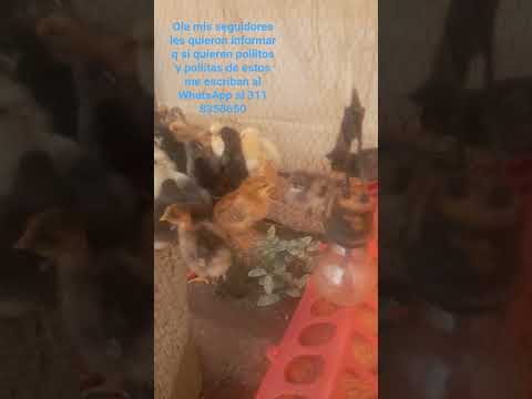 esta  ubicada en suaza huila los amo