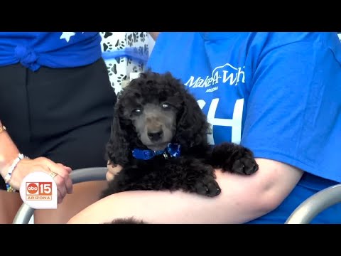 Wish Wednesday: 13-year-old Scarlett meets her new best friend! - YouTube