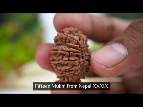 Rudraksha Product Image