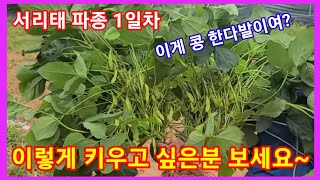 서리태콩 대한민국 1등으로 키우고 싶은 분  보세요~파종 1일차 ~청자5호 귀족 서리태 심는시기,재배방법 귀…