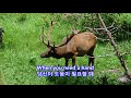 Lean on Me - Anne Murray: with Lyrics(가사번역) || Rocky Mountain National Park on June 19, 2014