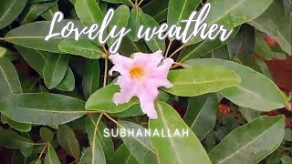 The Beauty of Nature