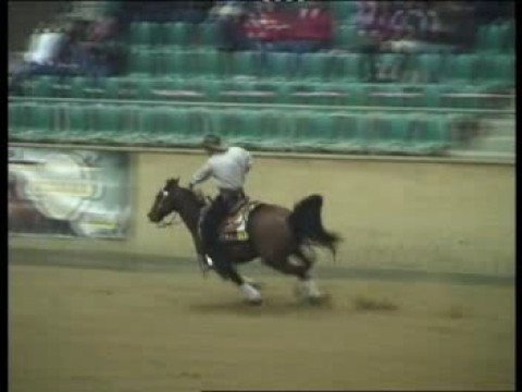 Chexinem Out At German Breeders Futurity 2008