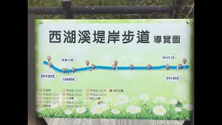 銅鑼杭菊花季