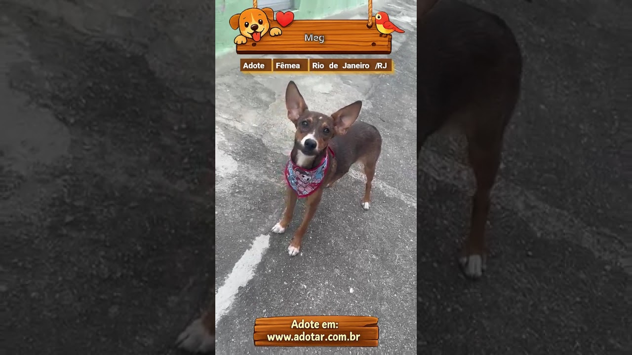 Cachorro raça SRD-ViraLata idade 2 a 6 meses nome Meg