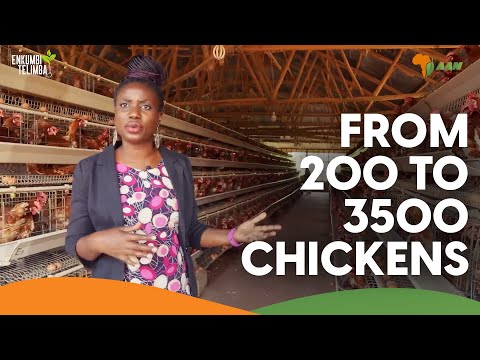 Growing from 200 Chickens to 3500 birds producing 530 egg trays a week | Msingi Poultry Farm