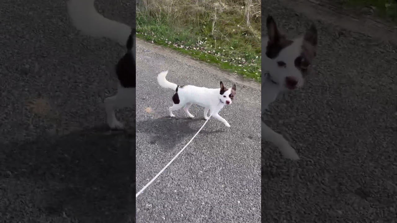 Enlarge Jack, a Adoptable mixed breed in Cashmere, WA video 5/5