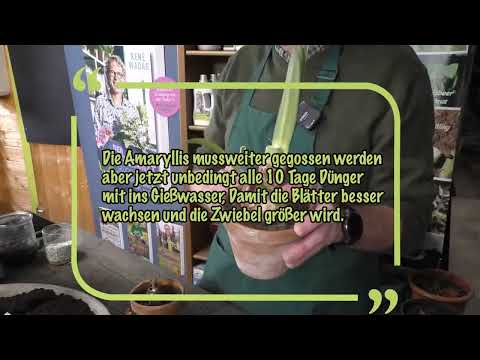 Amaryllis verblüht, was ist zu tun?