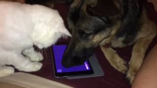 Willie Nelson buddy Song