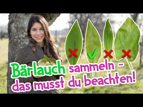 Bärlauch sammeln - das muss man beachten 🌱 Verwechslungsgefahren #bärlauch #wildkräuter #frühling