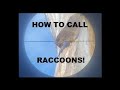 Calling All Coons! Daytime Raccoon Calling -- What We Have Learned-- How To
