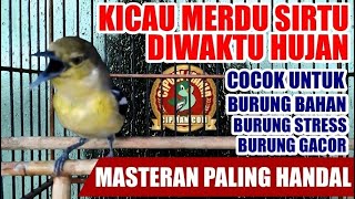 Download lagu Kicau Merdu di Gemericik Hujan : Suara Pancingan Burung Sirtu / Cipoh Yang Malas Bunyi Kembali Gacor mp3 Download lagu Kicau Merdu di Gemericik Hujan : Suara Pancingan Burung Sirtu / Cipoh Yang Malas Bunyi Kembali Gacor mp3