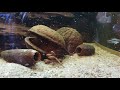 Fichte hat ein neues Video zu seinem Beispiel Panaqolus & Apistogramma hochgeladen.