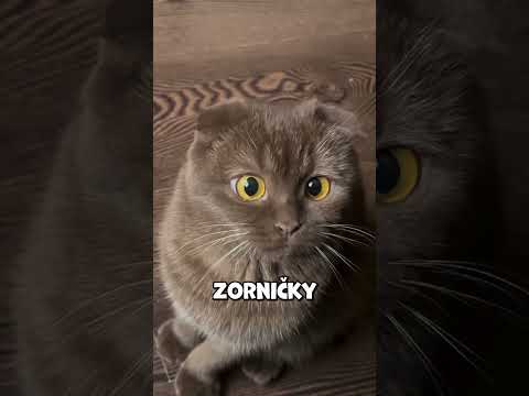 Proč se jejich zornice tak náhle mění?