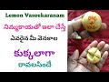 Any Person Is Under Your Control With Lemon Vaseekaranam With Lemon