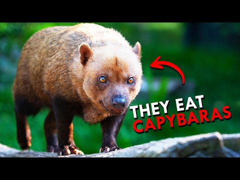 Thumbnail for The Bush Dog Is So Rare They Thought It Was Extinct by Mani, Frida, Cher