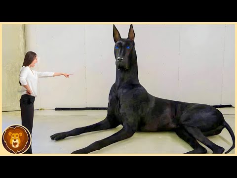 , title : '15 unglaublich grosse hunde, die es in echt gibt'